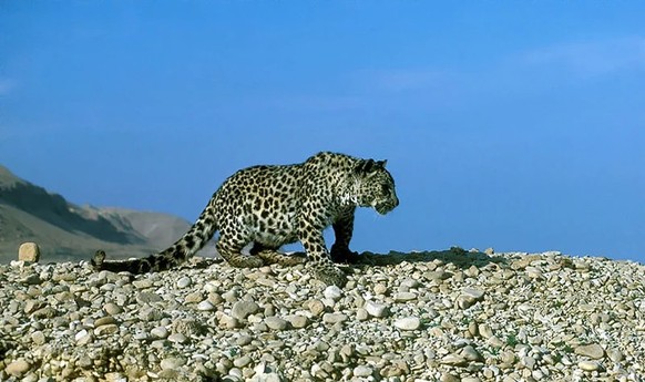 cute news tier arabischer leopard

https://www.reddit.com/r/NatureIsFuckingLit/comments/193253e/the_very_rare_israeli_leopard/