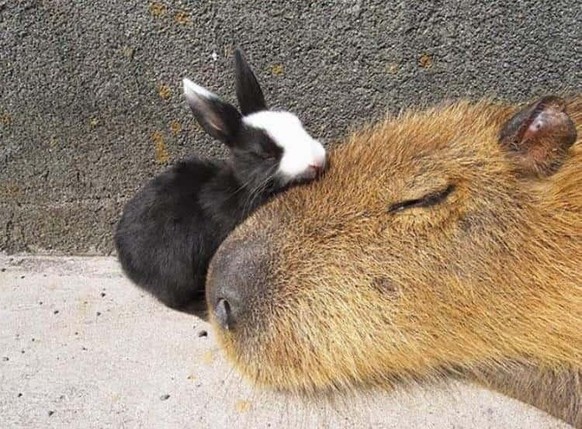 cute news tier capybara hase

https://imgur.com/t/capybara/3cwREvq