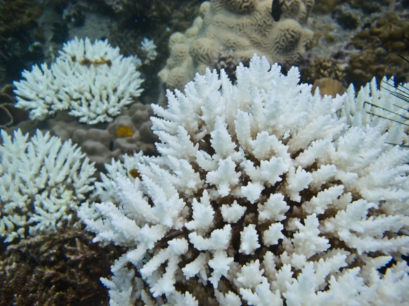 Verbleichte Korallen in Thailand