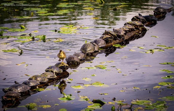 Comedy Wildlife Photography Awards 2022