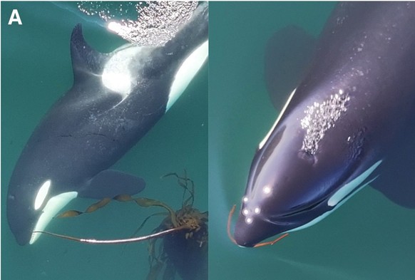 orcas using tools