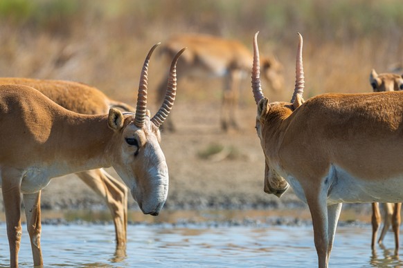 Wild male Saiga antelope or Saiga tatarica in steppe. Federal nature reserve Mekletinskii, Kalmykia, Russia. xkwx portrait, saiga, adult, close, up, horn, male, reserve, young, antelope, tatarica, ani ...