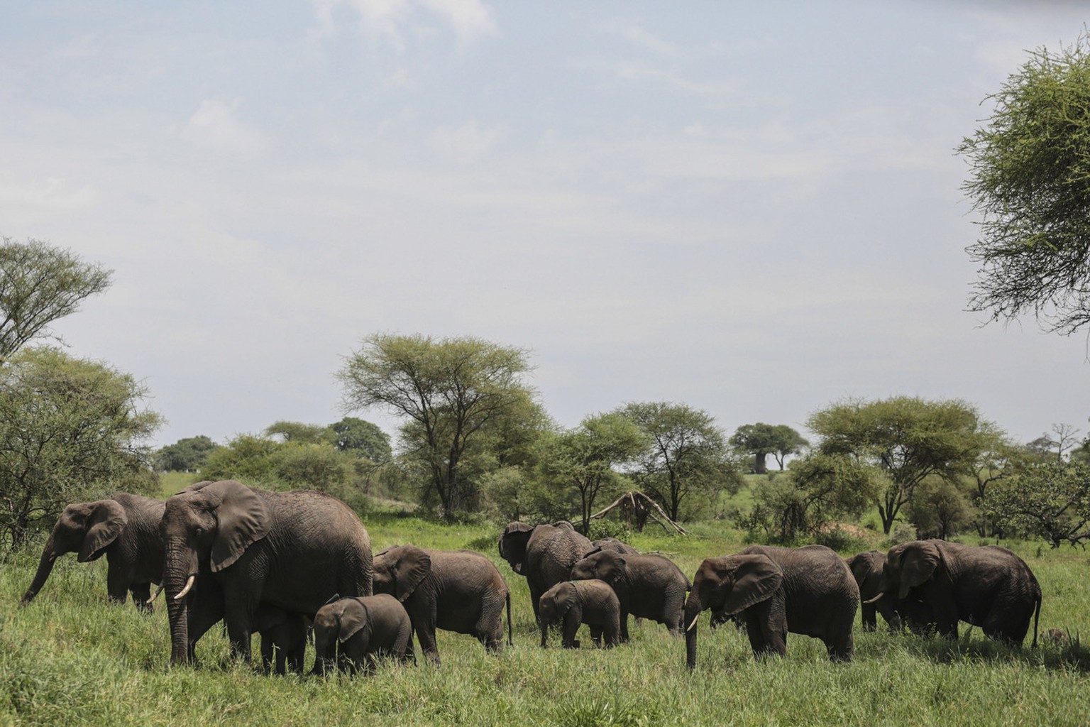 In this photo taken Friday, Jan. 16, 2015, a herd of African elephants gather in Tarangire National Park on the outskirts of Arusha, northern Tanzania. The park is known for its baobab trees and hosts ...
