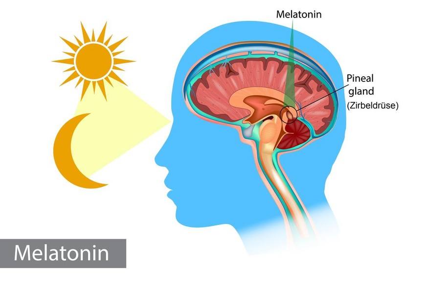 Melatonin-Produktion in der Zirbeldrüse