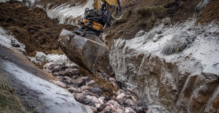 Heavy machinery is used by members of Danish health authorities, assisted by members of the Danish Armed Forces in disposing of dead mink in a military area near Holstebro, Denmark, Monday, Nov. 9 202 ...