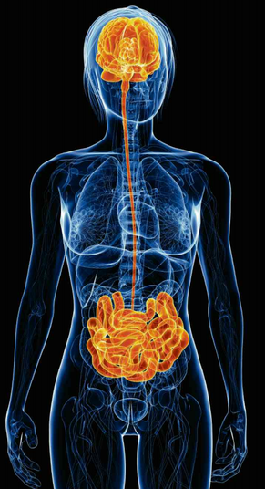Darm und Hirn sind stärker miteinander verbunden, als man lange dachte.