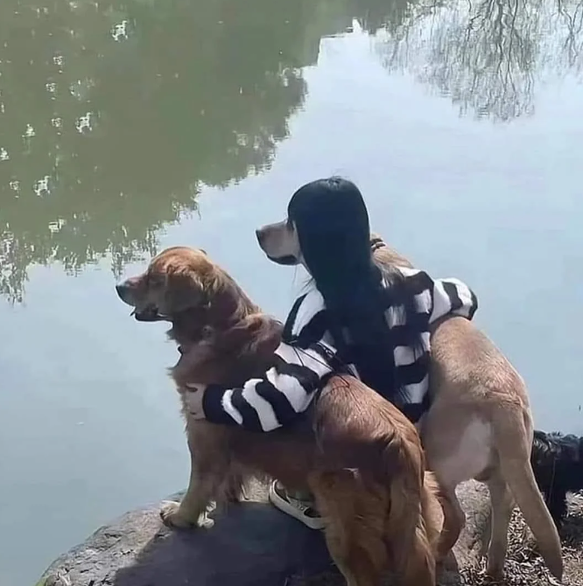 Optische Täuschung: Hund mit Frisur