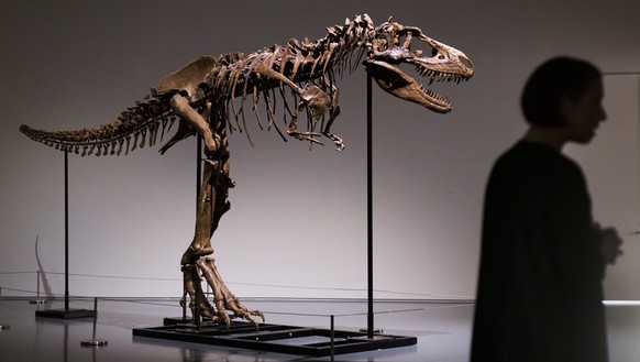 Dieses Saurier-Skelet steht in New York zum Verkauf.