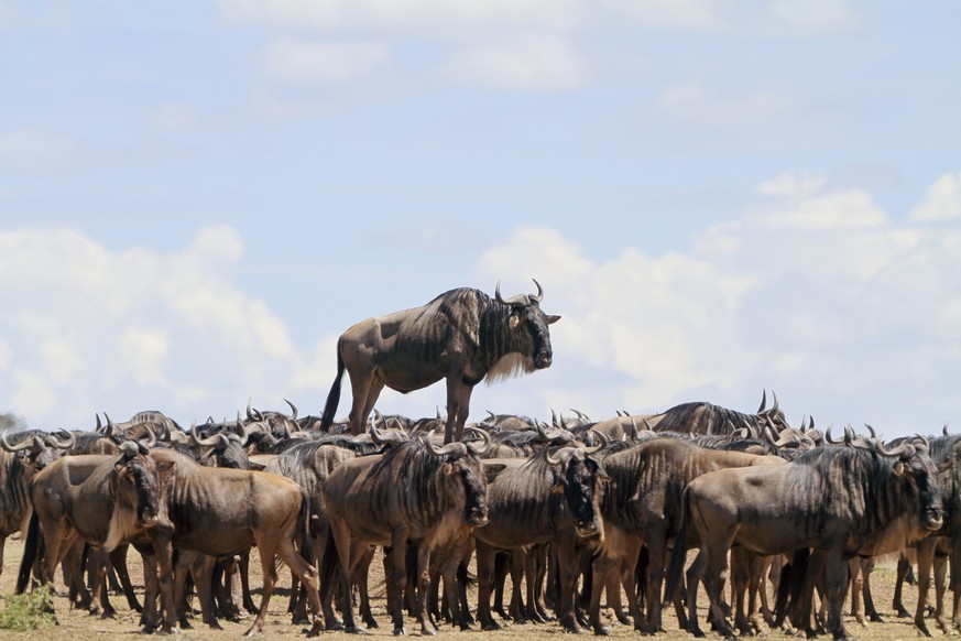 The Comedy Wildlife Photography Awards 2017
JEAN-JACQUES ALCALAY
MONTMEYRAN
France

Title: Animal encounters
Caption: Promotion
Description: Blue wildebeest standing on a mound
Animal: Blue wildebeest ...
