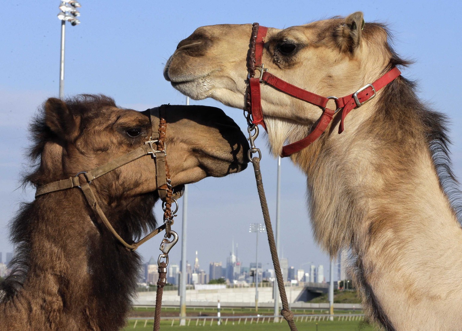 Weigh-In-Staredown bei den «Cameltonians», einem Exhibition-Rennen der Kamelsport-Szene im amerikanischen New Jersey.