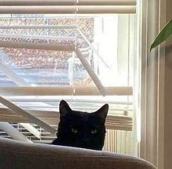Katzen, die Storen zerstören: Die lustigsten Fails der Woche