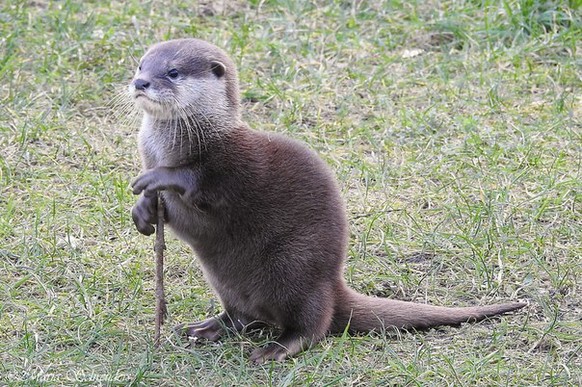 Ãber 50 kuschelnde Tiere fÃ¼r einen ordentlichen JÃ¶Ã¶Ã¶-Schock
Das waren wirklich cute Cutenews, Sir Otten vom Ottenvorstand ist zufrieden.