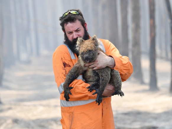 epaselect epa08109255 Adelaide wildlife rescuer Simon Adamczyk holds a koala he rescued at a burning forest near Cape Borda on Kangaroo Island, Australia, 07 January 2020. A convoy of Army vehicles, t ...
