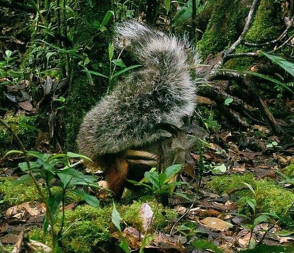 Borneo-Hörnchen

https://www.inaturalist.org/taxa/46243-Rheithrosciurus-macrotis/browse_photos