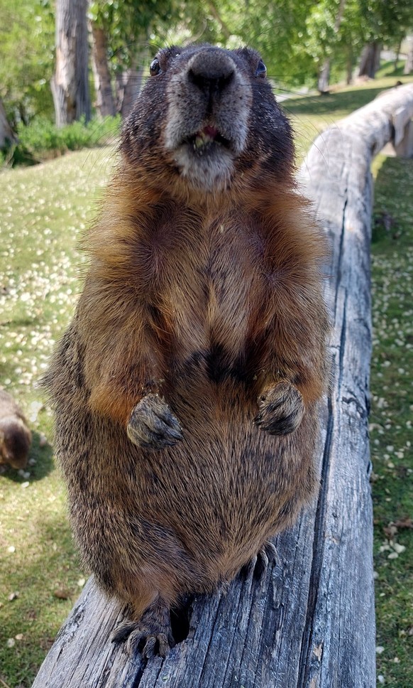 cute news tier murmeltier

https://imgur.com/gallery/when-you-feedin-marmots-they-find-out-you-ran-out-of-favorite-snacks-Dw7fZ0q#/t/aww