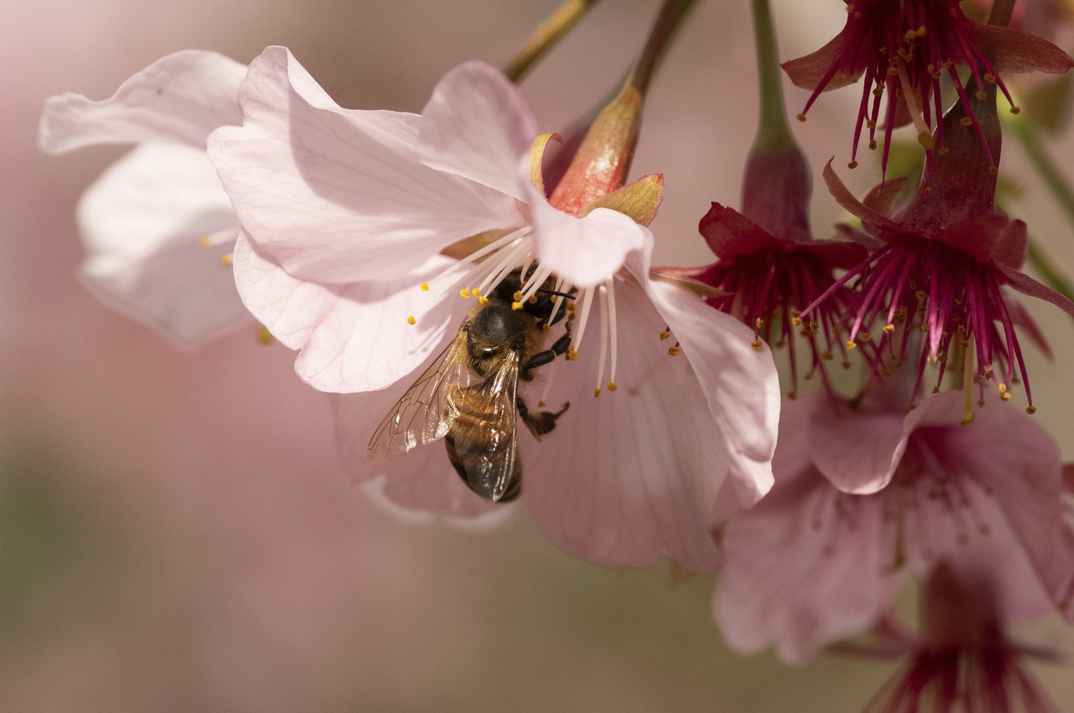A bee lands on a cherry blossom at the Huntington Library Botanical Gardens on Wednesday, March 13, 2024, in San Marino, Calif. (AP Photo/Andy Bao)