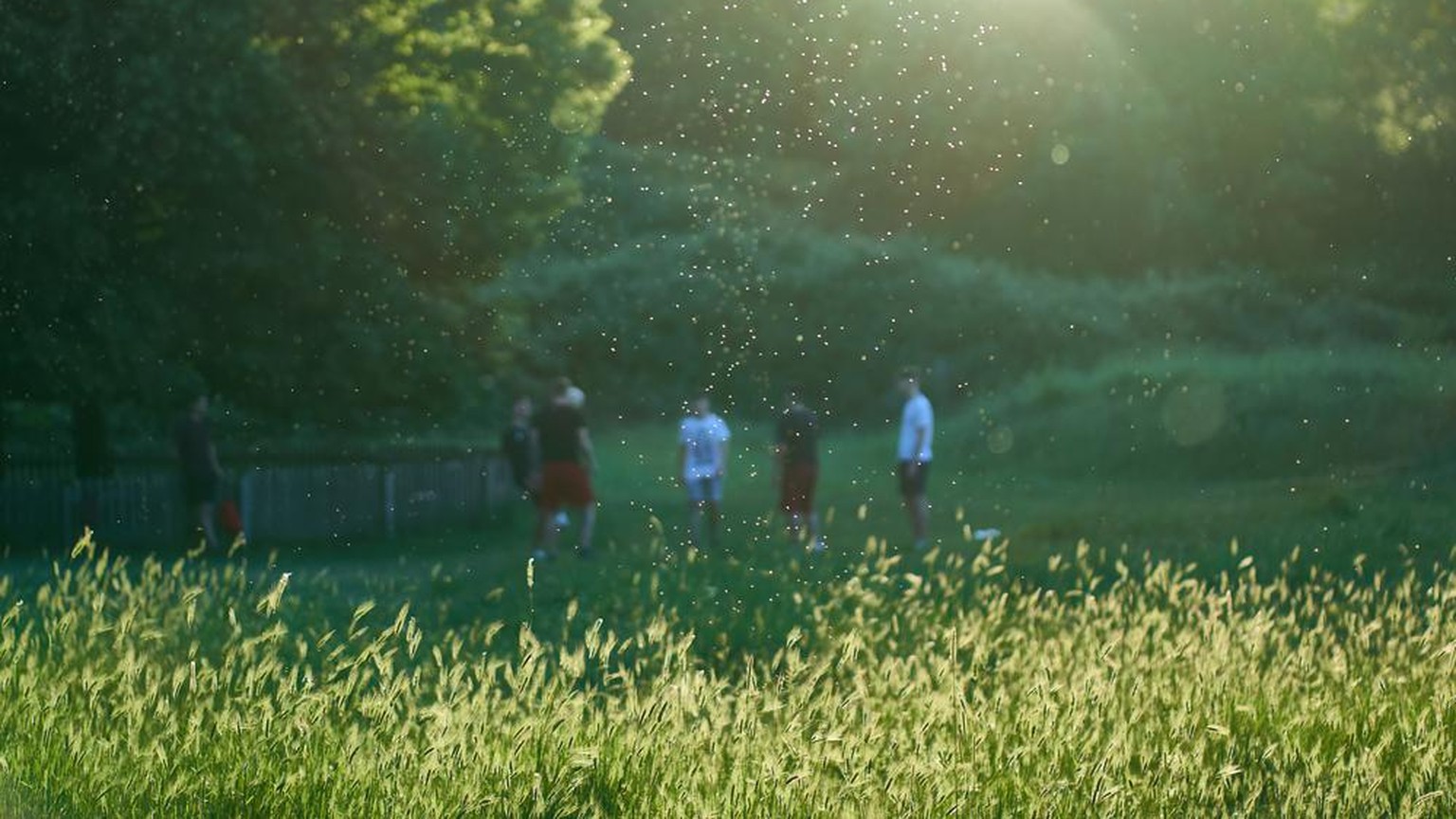 Pollenwolke, Pollensaison, Pollenwolke, Frühling, Gräserpollen, Gräser