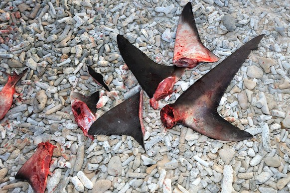Beim «Shark Finning» werden die Rückenflossen abgeschnitten und der Rest des Hais ins Meer zurückgeworfen.