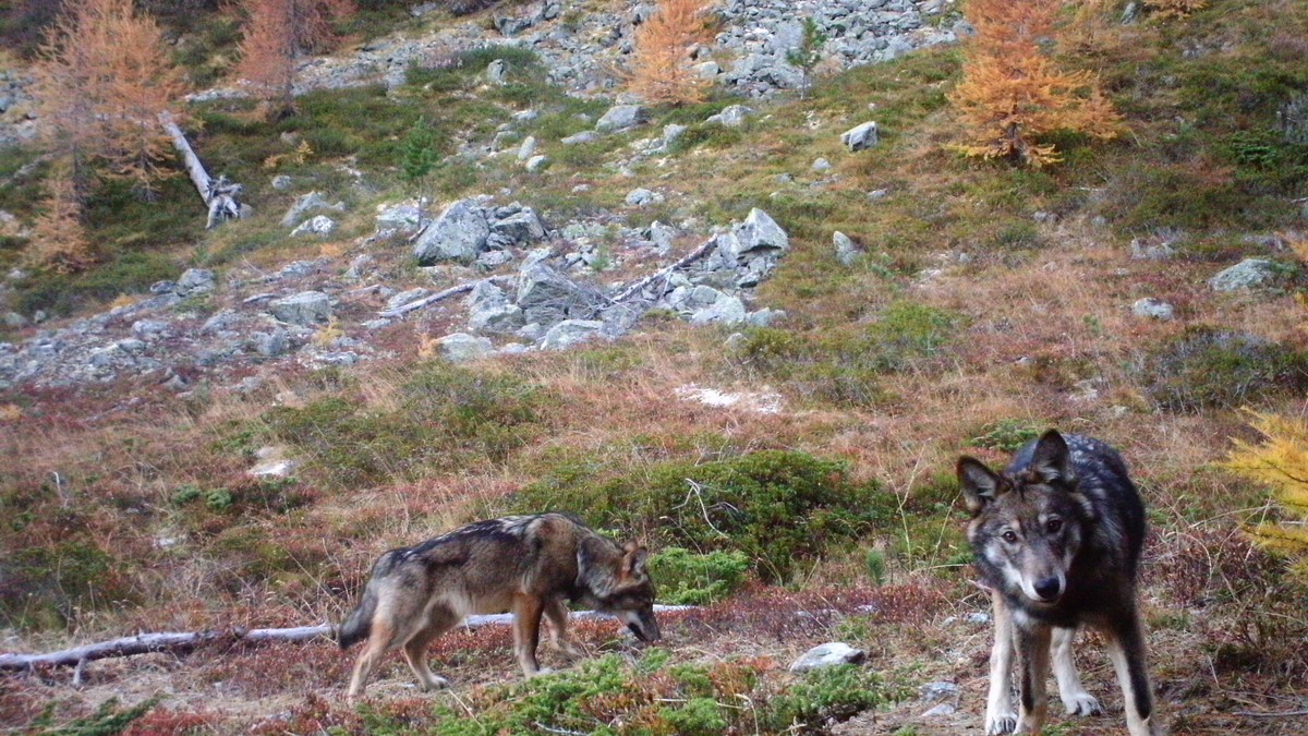 147-W-lfe-abgeschossen-Was-bringt-die-pr-ventive-Wolfsjagd-