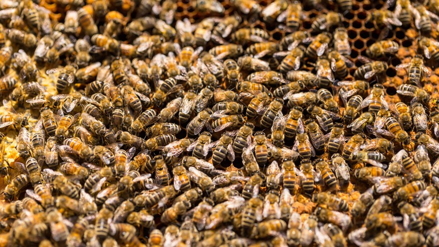 Bienen im Stock