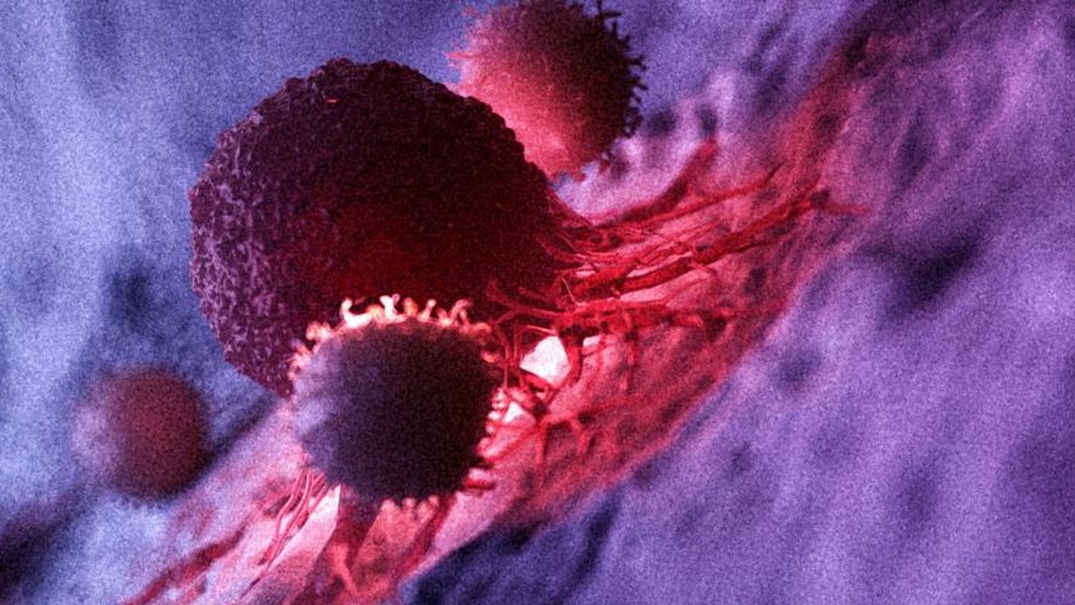 3d rendered medically accurate illustration of white blood cells attacking a cancer cell