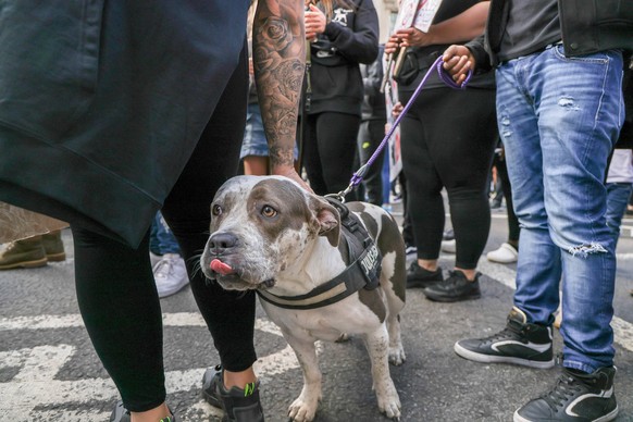 . 23/09/2023. London, United Kingdom. XL Bully Dog Legislation Protest. Owners of XL Bully dogs march in Whitehall protesting about proposed legislation against the dogs following a spate of people be ...