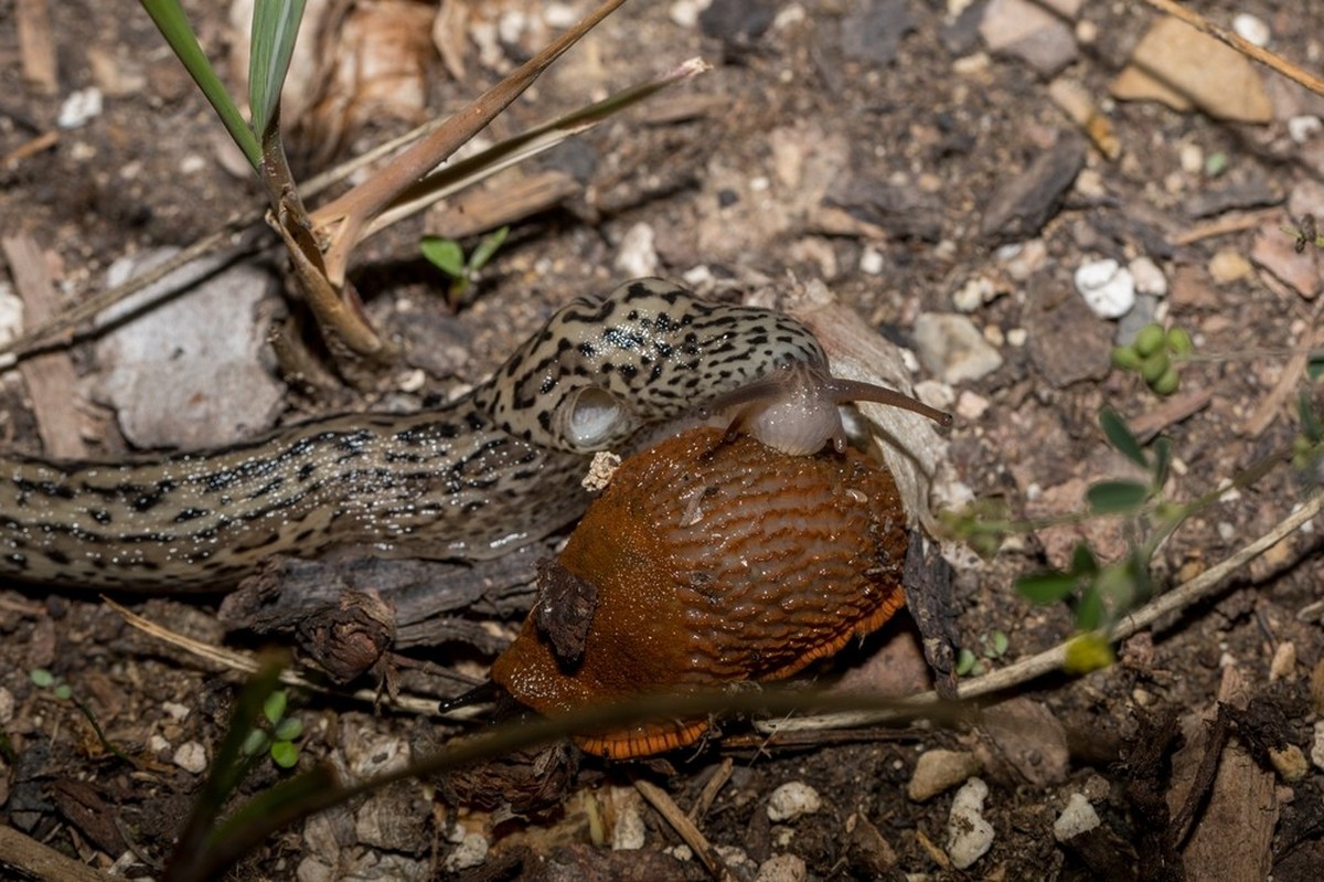 Der Tigerschnegel beim Anknabbern einer spanischen Wegschnecke.