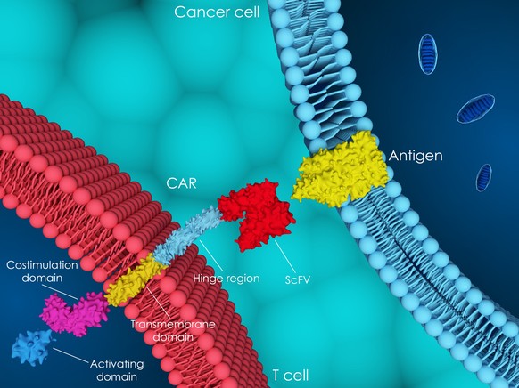 Illustration of a CAR T cell linking to a cancer cell antigen.
