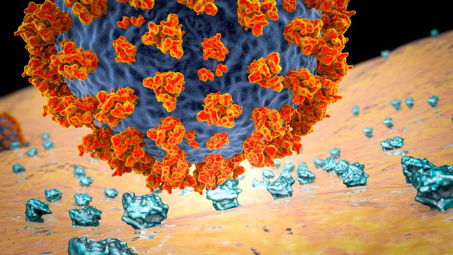 Ein Coronavirus bindet mithilfe seines Spike-Proteins an die ACE2-Rezeptoren einer menschlichen Zelle. 