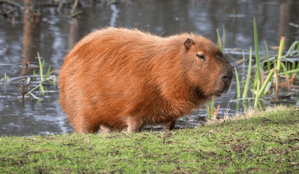cute news tier capybara

https://www.reddit.com/r/capybara/comments/1o4p0bo/he_looks_concerned_about_something_what_can_we_do/