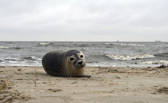 A young seal rests on the North Sea beach in Cuxhaven, northern Germany, Saturday, Oct. 7, 2017. (Carmen Jaspersen/dpa via AP)