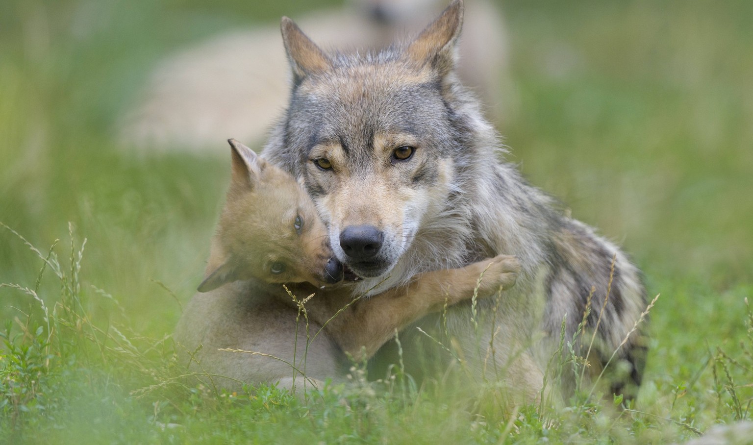Wolf Wolf, Canis lupus, adult with cub Copyright: xZoonar.com/RaimundxLinkex 15070919