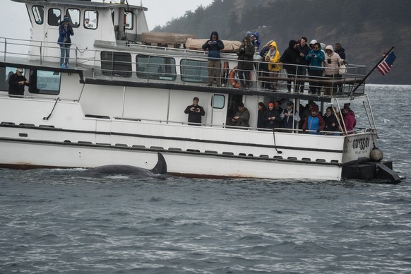 An orca swims past a whale watching boat in the San Juan Islands, Wash., Saturday, Oct. 11, 2025. (AP Photo/Annika Hammerschlag)
APTOPIX Climate Whale Acoustics