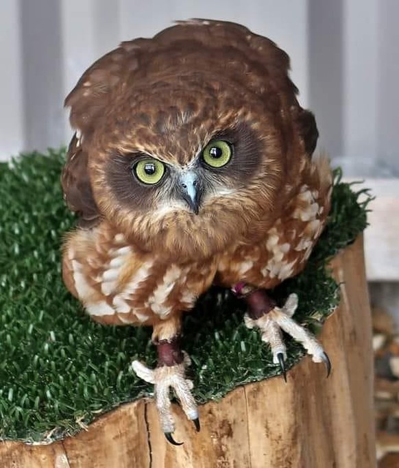 cute news tier eule

https://www.reddit.com/r/Owls/comments/1akkdu6/lovely_owl/