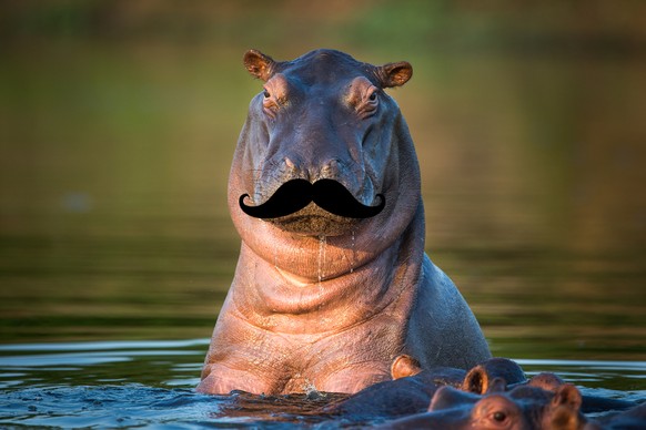 Flusspferd Nilpferd mit Schnauz