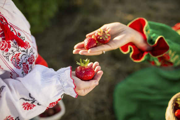 Nahaufnahme von Frauenhänden, die einen Korb mit Bio Sommer Erdbeeren halten. Gesunder Lebensstil und gesunde Ernährung. Vegetarischer Snack.Obst und Beeren Closeup of woman s hands holding basket wit ...
