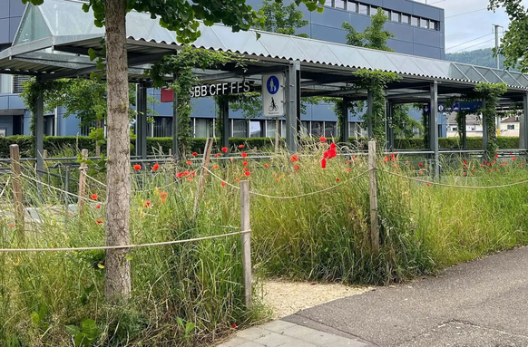 Bäume und Wiesen, wo einst nur Asphalt war: Das SBB-Pilotprojekt in Delémont zur Begrünung von Bahnhöfen.