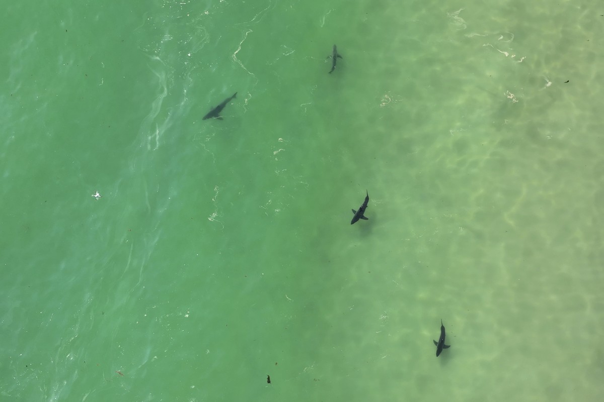 In this drone image provided by researchers with the Shark Lab at Cal State Long Beach, shows an aggregation of juvenile white sharks swimming along the Southern California coastline, May 30, 2023. Re ...