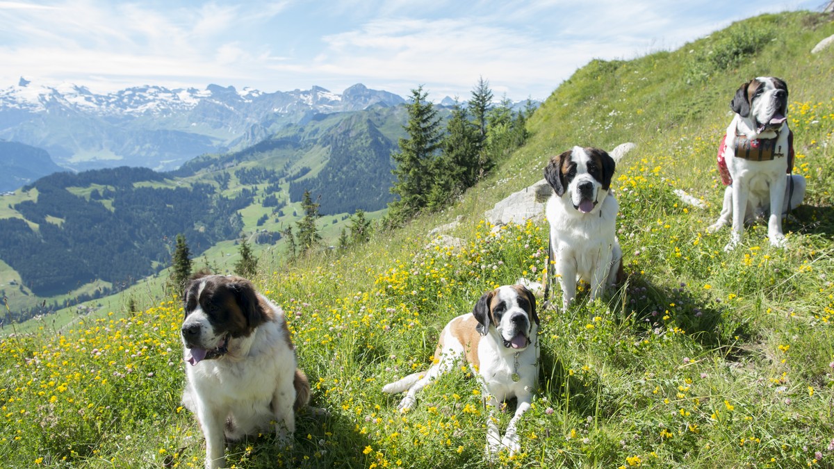 Mehr-Platz-f-r-Bernhardinerhunde-und-ihre-Fans-im-Wallis