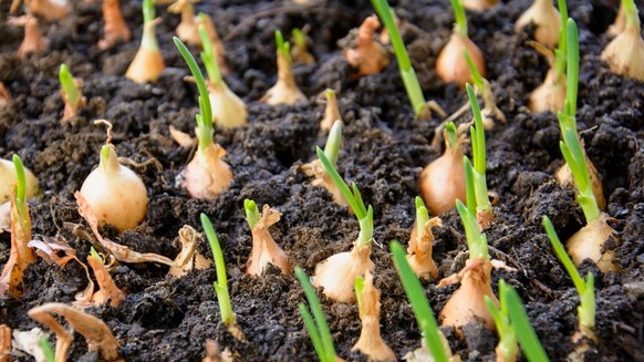 Green onions grow in the summer in the garden, Vegetable garden, greens, sprouts, onions, young onions, vitamins, black soil, spring, summer, crop, sowing, small sprouts, awakening, vegan