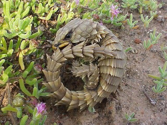 Panzereidechse
Cute News
Armadillo Girdled Lizard
https://imgur.com/gallery/OlylpMO