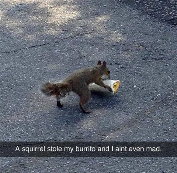 Übersetzung: Ein Eichhörnchen hat meinen Burrito geklaut und ich bin ihm nicht mal böse.