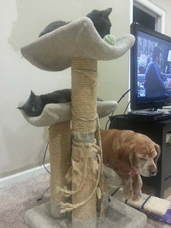 http://giveitlove.com/wp-content/uploads/Dog-Acts-like-Cat-on-Cat-Tree.png