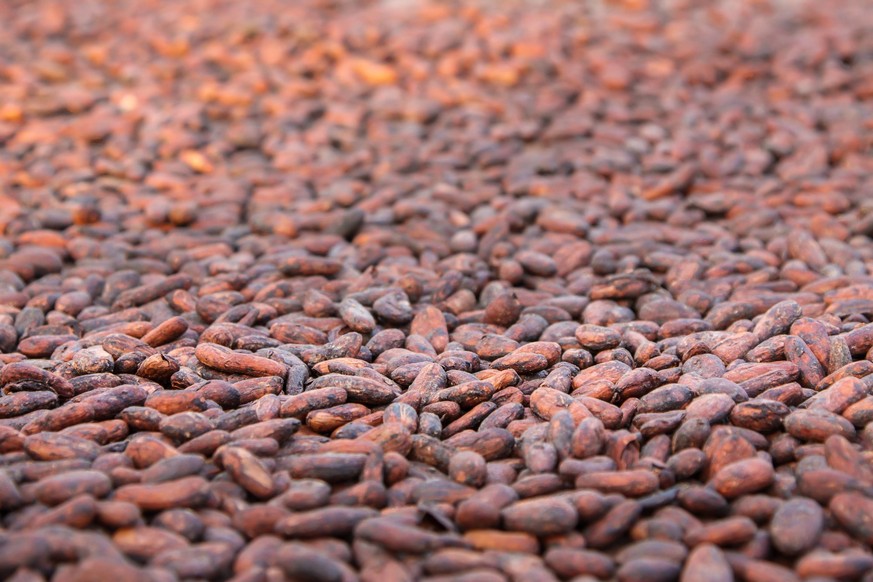 Cocoa beans drying on a cocoa plantation, Bahia, Brazil Cocoa beans drying on a cocoa plantation, Bahia, Brazil Copyright: xZoonar.com/UwexBergwitzx 11011297