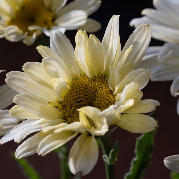 Garten-Margerite (Leucanthemum x superbum)
