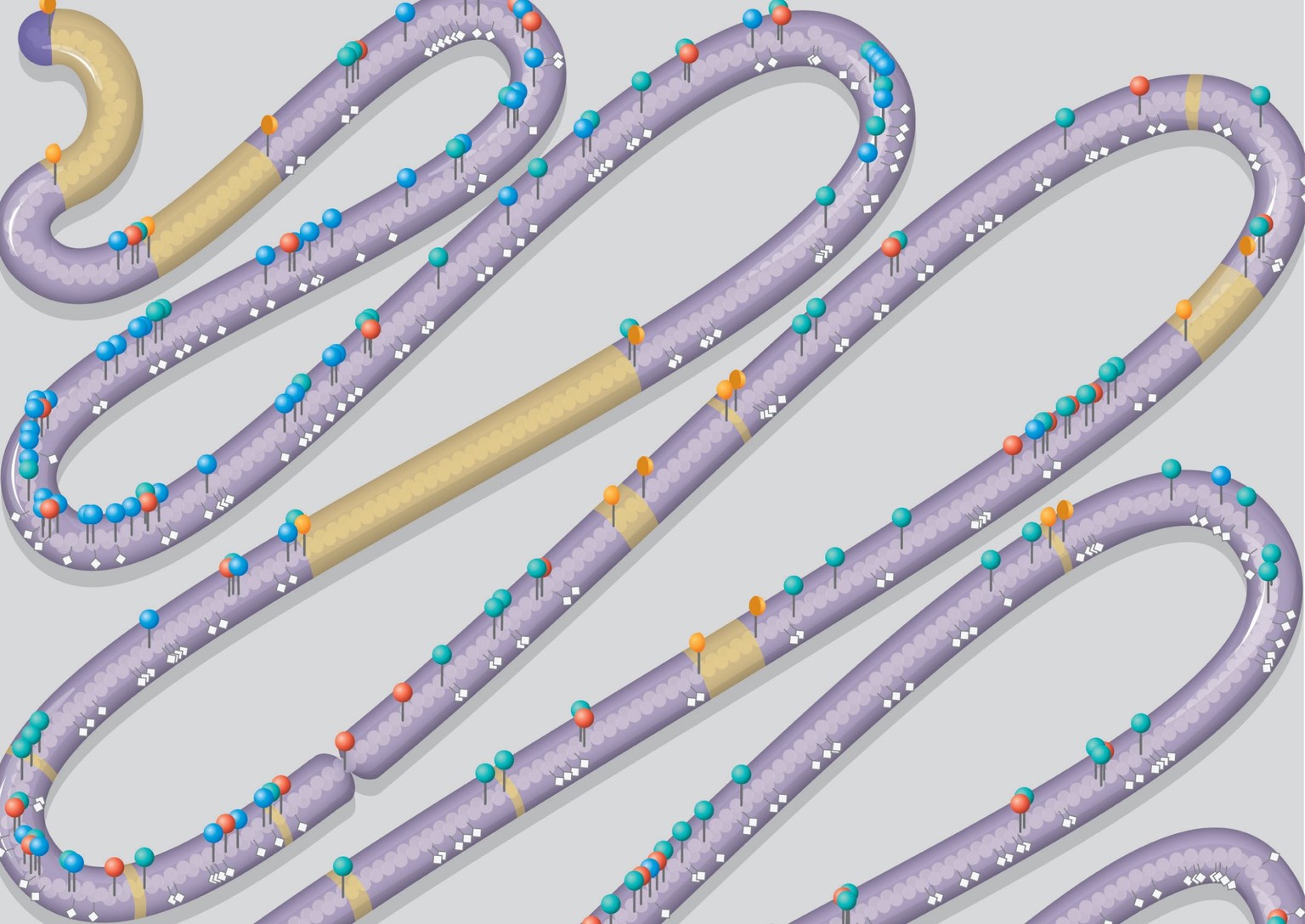 Das Chromosom mit designten Stellen (Pins und weisse Markierungen) und gelöschten Sequenzen (gelb).