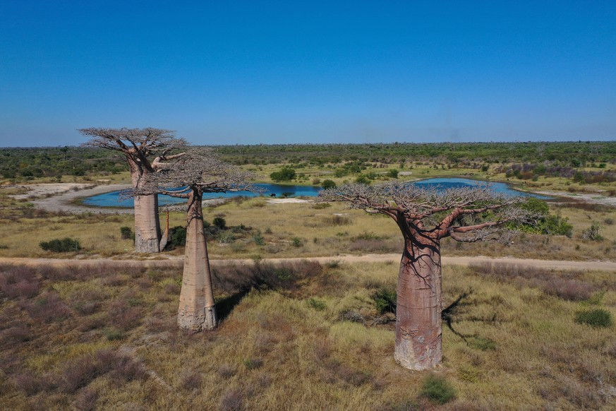Baobab trees Adansonia grandidieri, Madagascar, Africa