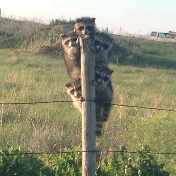 Waschbär