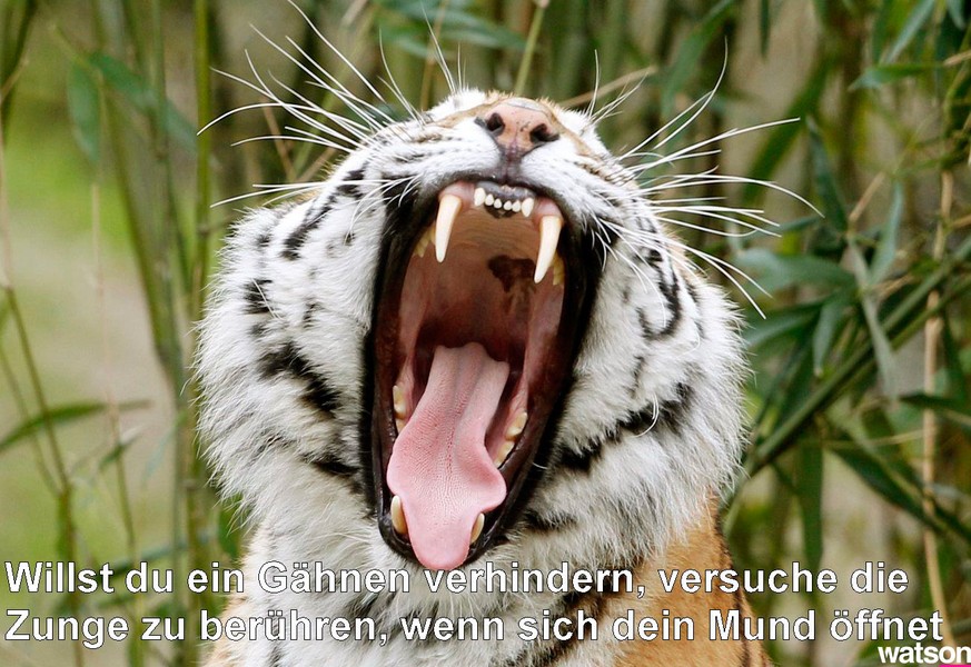 epa05236227 Female Siberian tiger Dasha yawns in the new enclosure at the zoo in Duisburg, Germany, 30 March 2016. The new facility is three times larger than the old one and will be opened to the pub ...