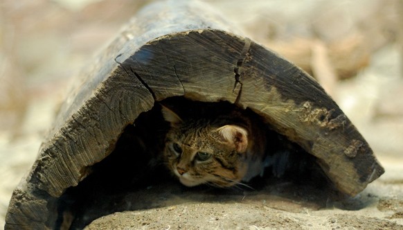 Schwarzfusskatze in ihrem Versteck.